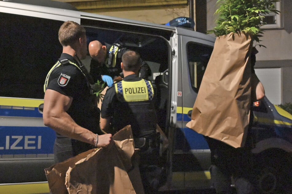 Die Polizei stellte zahlreiche Marihuana-Pflanzen sicher.