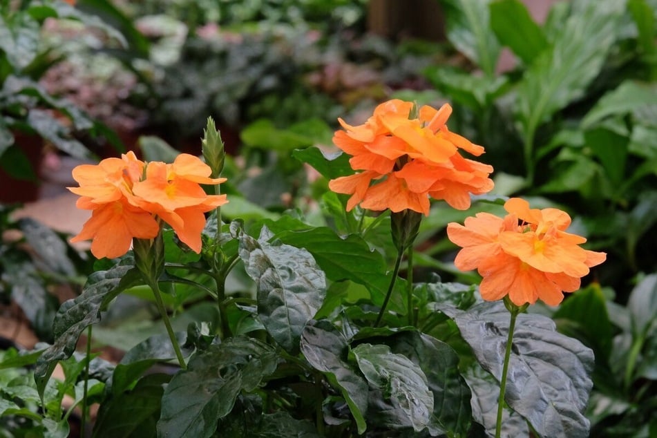 Die Tapirblume ist eine ungiftige Zimmerpflanze, deren Blüten orange und lachsrosa gefärbt sein können. Die Blütezeit ist von Mai bis September.