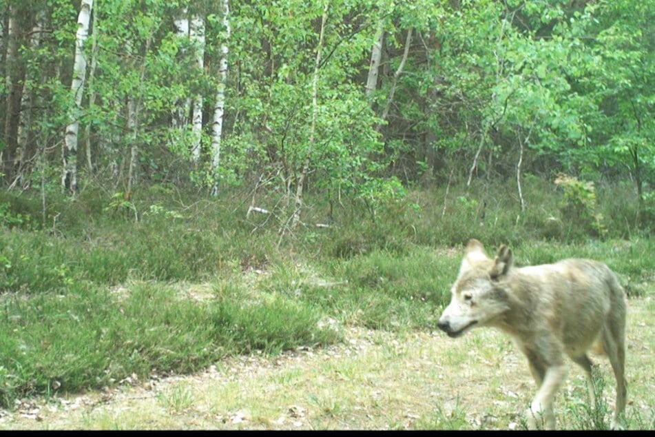 Immer wieder in Hausnähe gesichtet: Problemwolf tot aufgefunden