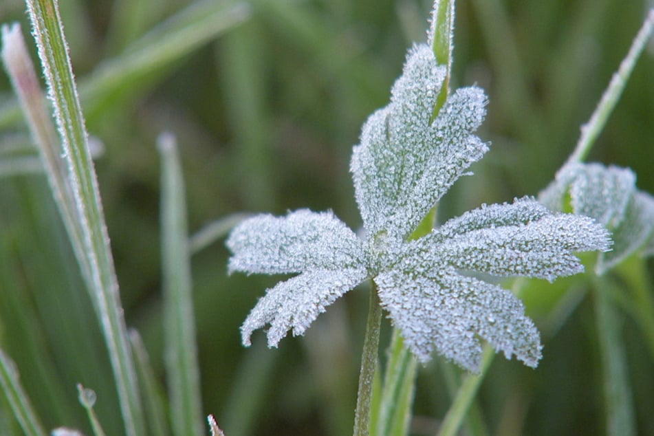 Sommerliche Temperaturen in Deutschland: Doch hier gibt's bereits Frost!