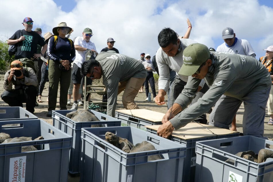 Insgesamt wurden 158 junge Riesenschildkröten ausgewildert.