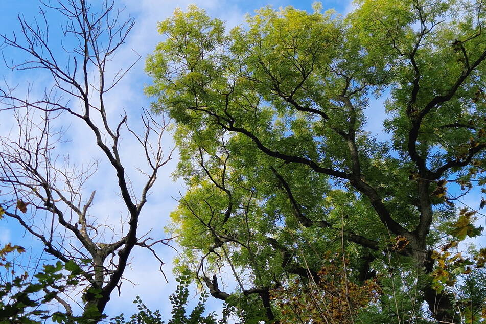 Der Blick gen Baumkrone verrät - rechts steht eine gesunde Esche, links ein abgestorbener Baum, der bald fallen wird.