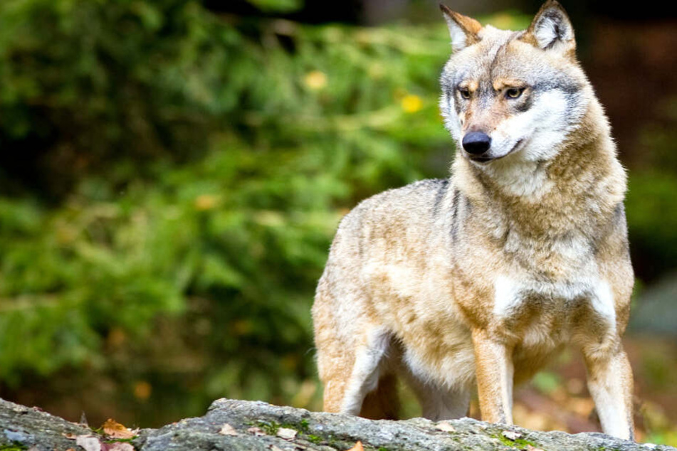 Der "Wolf-Aktionsplan" sieht vor, dass verhaltensauffällige Wölfe geschossen werden dürfen.