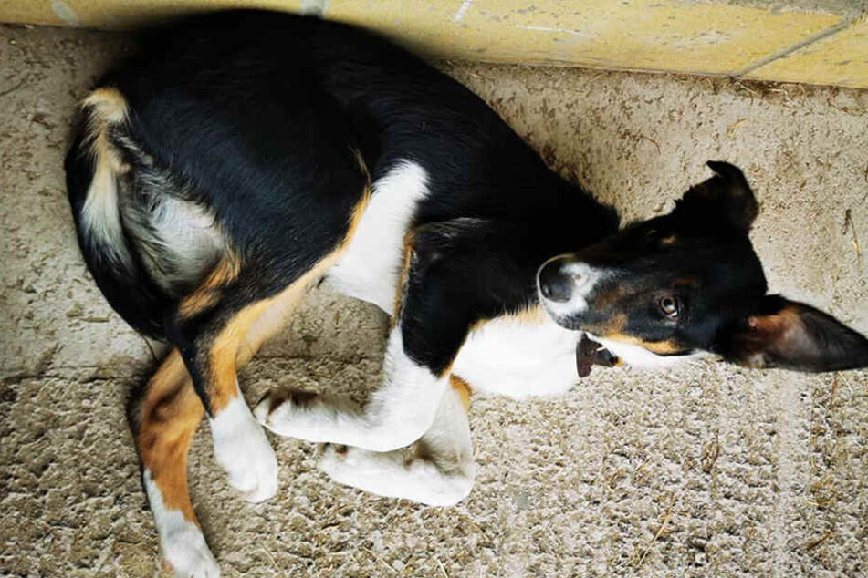 Cory N. postete mehrere Bilder dieses Hundes auf seiner Facebook-Seite.