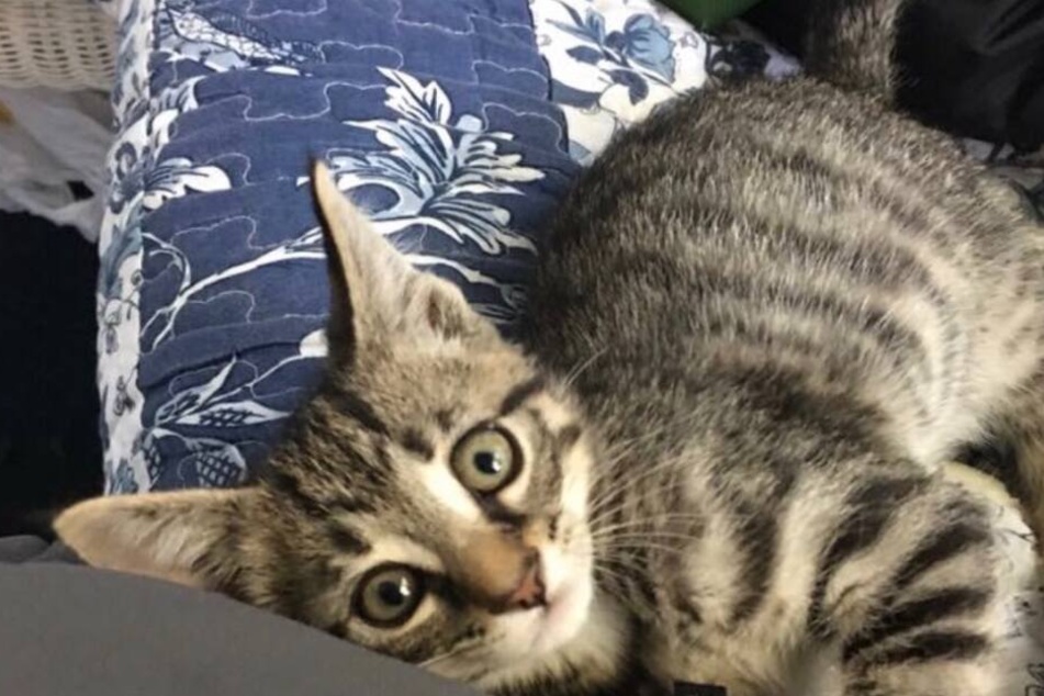 Katze "Bandit" blieb zwei Monate spurlos verschwunden.