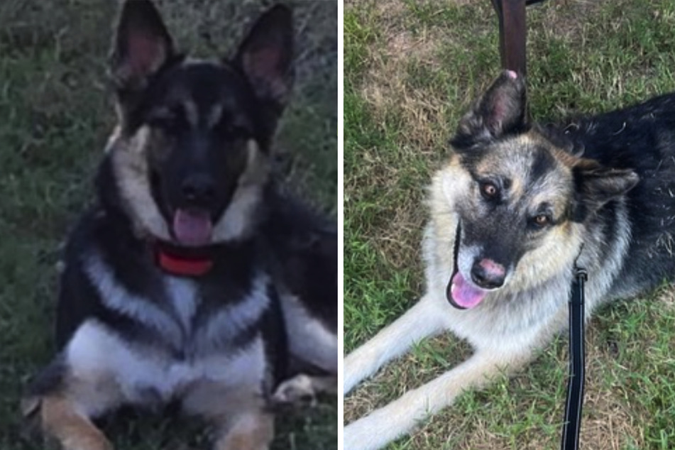 The same dog but five years later! Sheba's family is overjoyed to have the four-legged friend back!