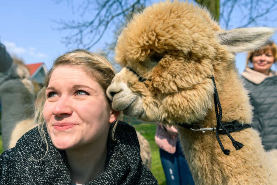 Ein Alpaka berührt mit seiner Schnauze das Gesicht einer jungen Frau. (Symbolbild)