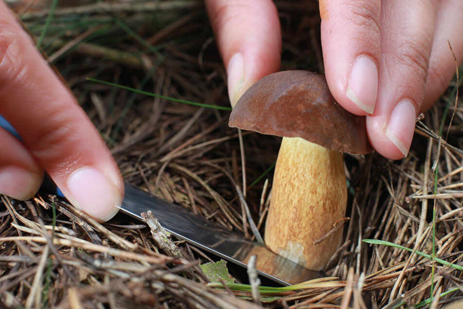 Ein Pilzsammler schneidet sich einen Maronenröhrling aus dem Waldboden. Bislang fiel die Pilzausbeute in Sachsen aufgrund der Hitze und Trockenheit sehr gering aus.
