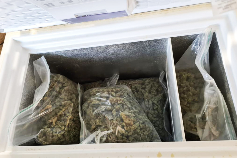 Mehrere Kilogramm Marihuana wurden in Kühltruhen aufbewahrt und nach der Durchsuchung von der Polizei beschlagnahmt.