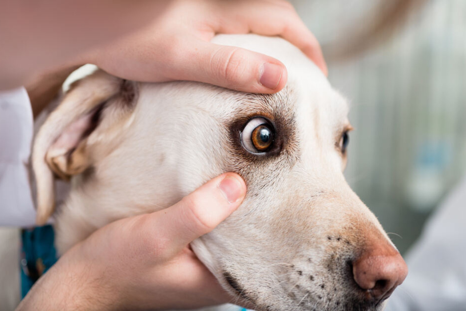 Medical issues can sometimes explain why your dog looks like it is crying.