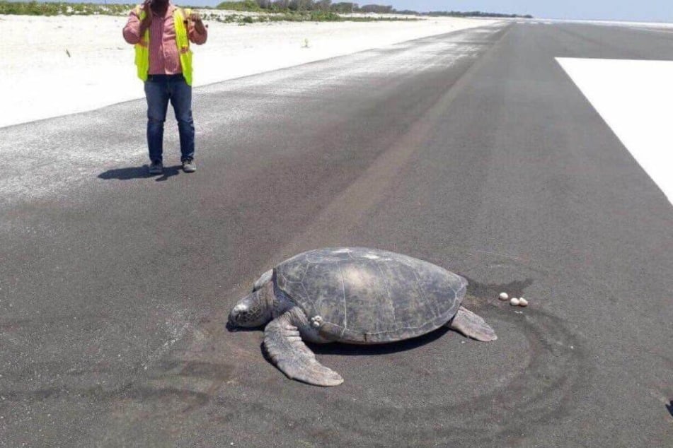 Die Schildkröte legte ihre Eier auf der neuen Landebahn ab.