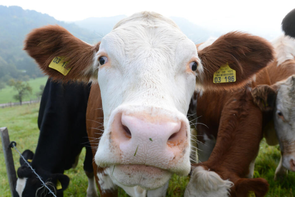 Mittels des Kuhaugensimulators sollen Menschen die visuellen Wahrnehmungen von Kühen nachempfinden können.