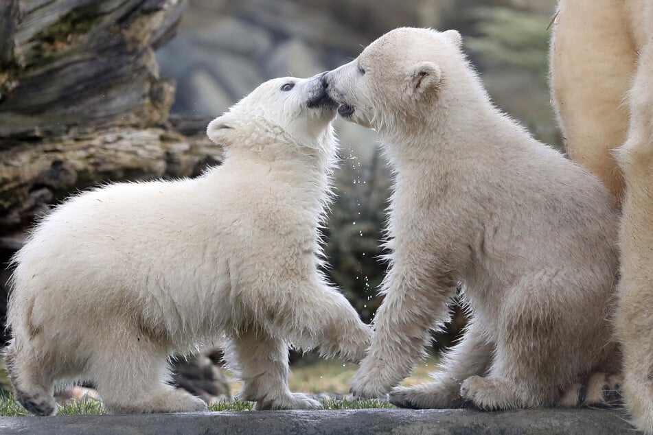 Nach ihrer Taufe zeigen sich die im November geborenen Eisbär-Zwillinge zum ersten Mal den Zoobesuchern.