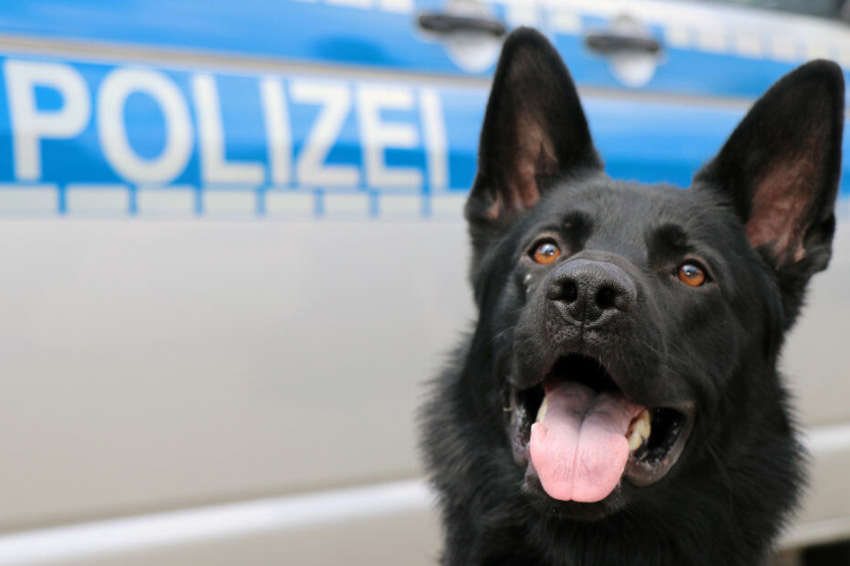 Dank Drogenspürhund Ulla konnte der Kurier dingfest gemacht werden.