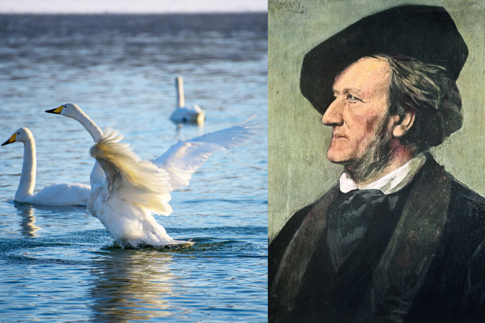 In Richard Wagners Lohengrin spielt der Schwan eine tragende Rolle.