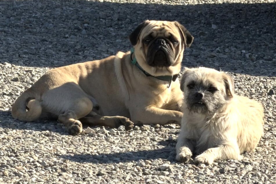 Tagelang saßen die beiden Hunde auf dem Schulhof und hofften auf Rettung.