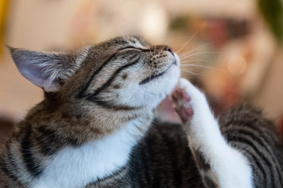Katzen sollten geimpft werden, auch wenn sie keine Freigänger sind. (Symbolbild)