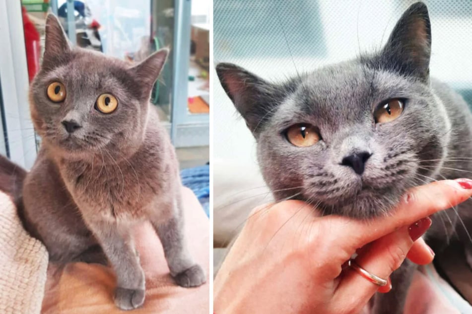 Se aseguró a la gata Urmel (1) con sus crías por motivos de protección animal.