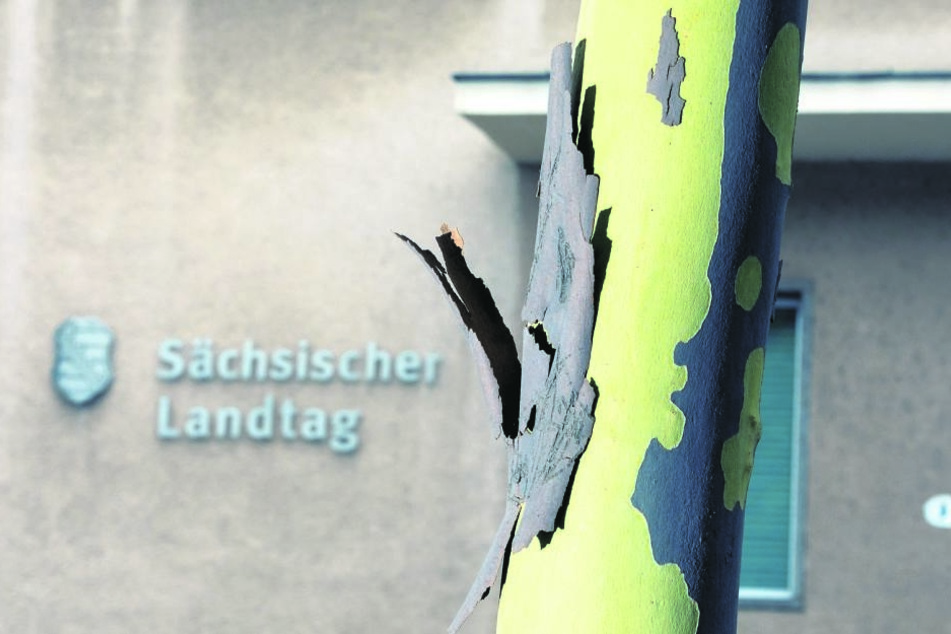 Platane vorm Landtag: Die abgestorbene Borke blättert ab, enthüllt die helle Rinde des wachsenden Baumes.