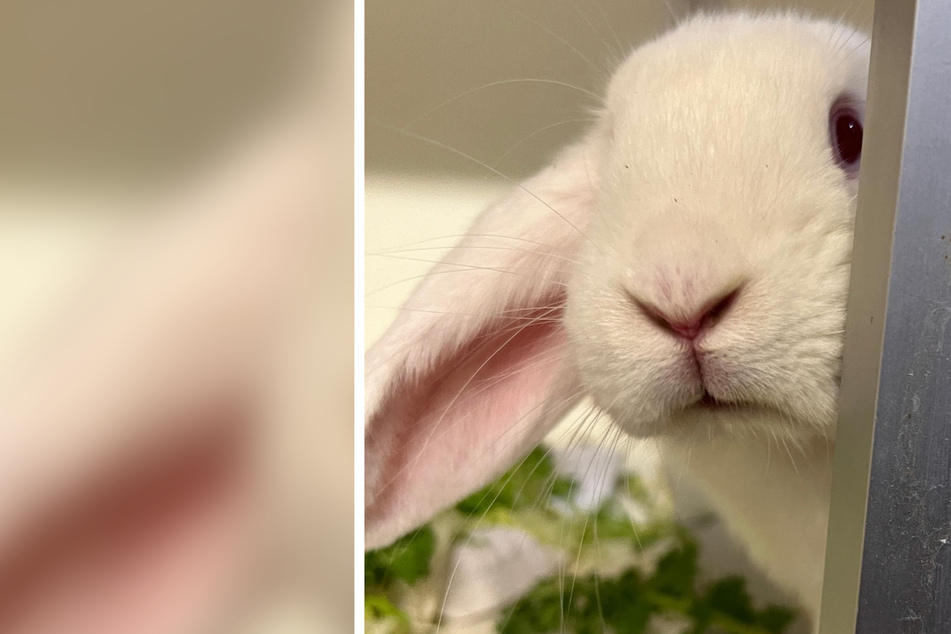 Kaninchen nach nur wenigen Monaten abgegeben - Kölner Tierheim "kocht innerlich vor Wut"