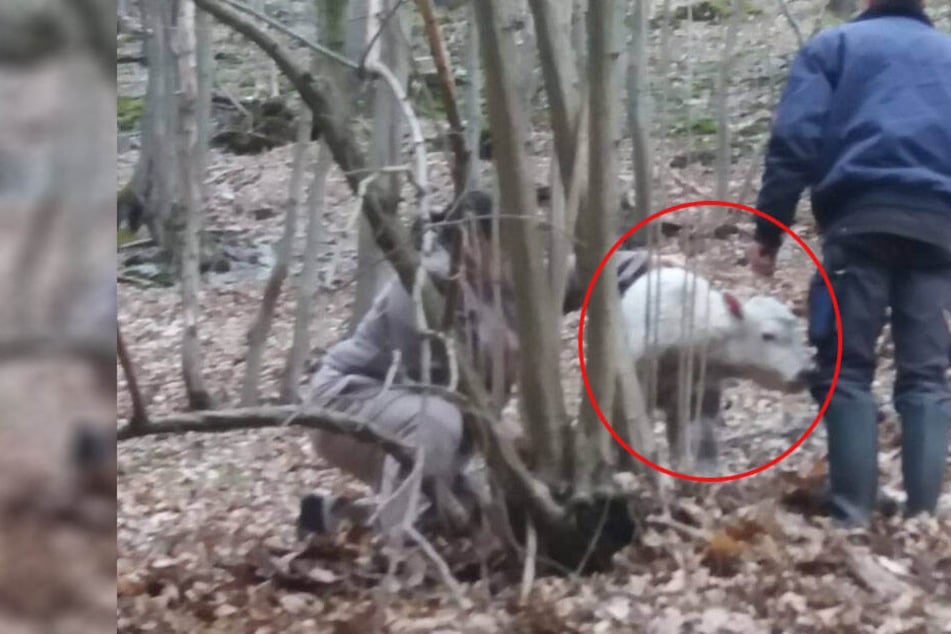 Dieses süße Kälbchen auf Wanderschaft sorgte für einen Feuerwehreinsatz.
