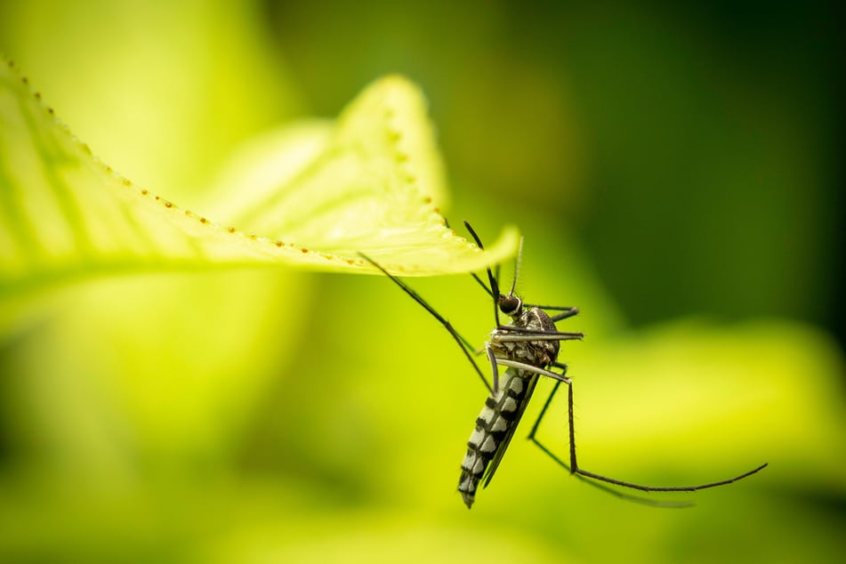 Mosquitoes transmit incredibly dangerous and deadly diseases.