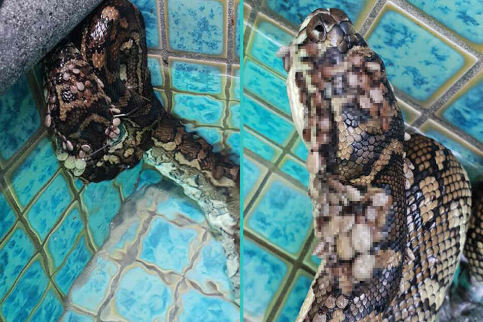 Schlangenfänger holt Python aus Pool: Unglaublich, was er dann entdeckt