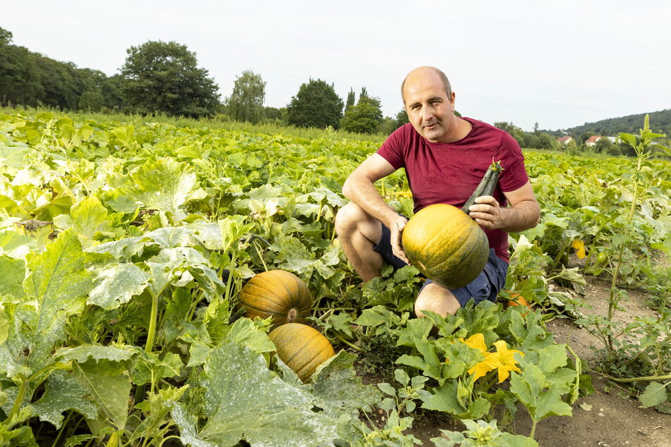 Beim Obst musste Robert Rüdiger (41) fast einen Totalausfall verkraften. Dafür wächst das Gemüse gut. Der Landwirt hofft, dass viele Besucher jetzt Kürbisse und Melonen im Hofladen kaufen.