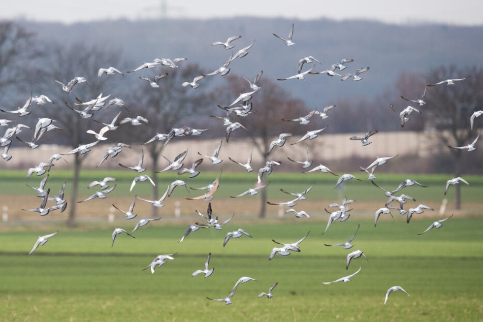 Der Angeklagte streute giftiges Futter auf seinem Feld aus, 20 Tauben starben daran. (Archivbild)
