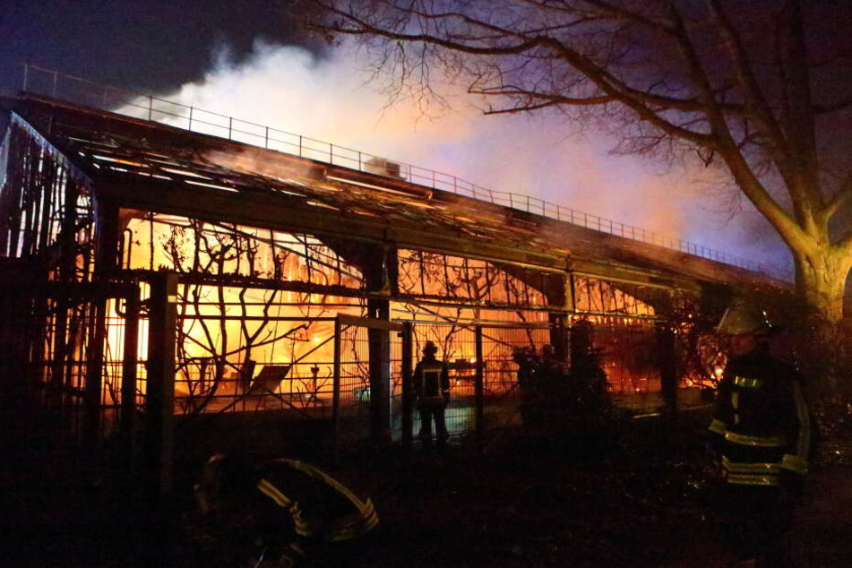 Der verheerende Brand im Affenhaus des Krefelder Zoos war in der Silvesternacht ausgebrochen.
