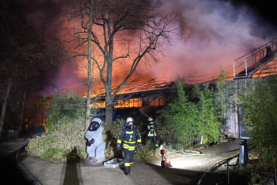 In der Nacht kämpften Feuerwehrleute gegen die Flammen im Affenhaus im Zoo Krefeld.