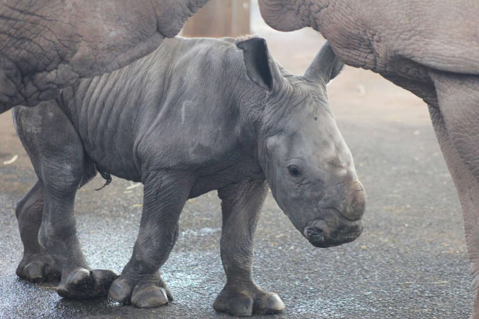 Das kleine Nashorn wird von seiner Mama nicht aus den Augen gelassen.