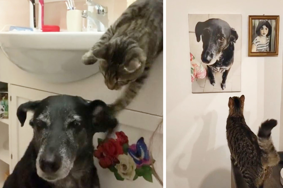 This cat really misses his best friend, and his reaction to a photo of the deceased dog is too sweet.