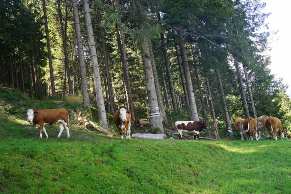 Die Kühe machten es sich auf einer nahegelegenen Wiese gemütlich.