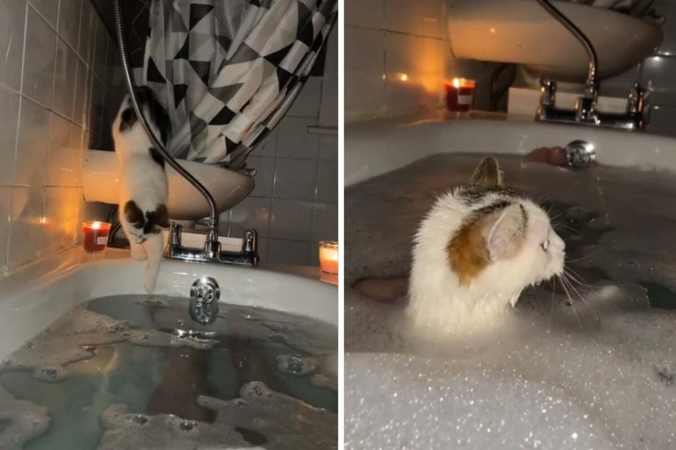 Man's cat unceremoniously joins bubble bath fun in purr-fect fashion!