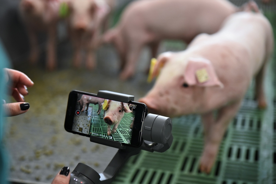 Ein Ferkel wird mit einer Handykamera in der Versuchsstation Wehnen der Landwirtschaftskammer Niedersachsen aufgenommen.