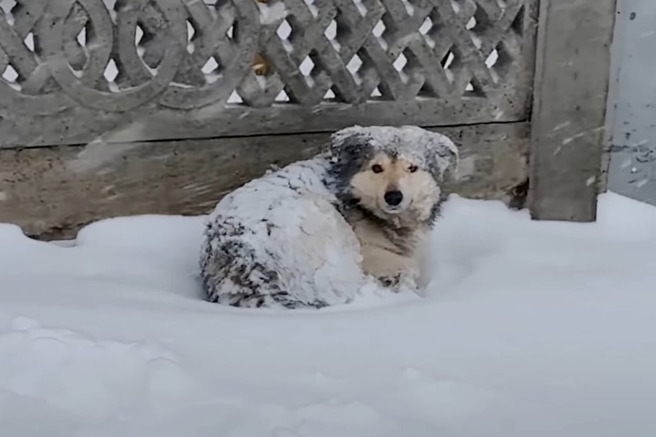Buran hatte keinen Unterschlupf, legte sich einfach in den Schnee und ergab sich seinem Schicksal.
