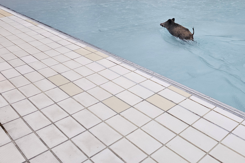 Genug geschwitzt: Wildschweine werden in Freibad zu Wasserratten