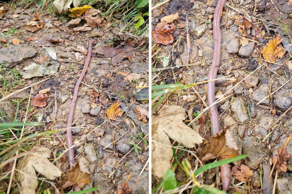 Der Riesenregenwurm wird zunehmend Opfer der Klimakrise.