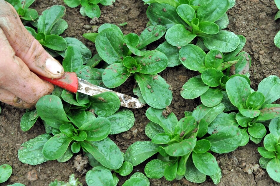 Auf verschiedene Arten lässt sich Feldsalat ernten.