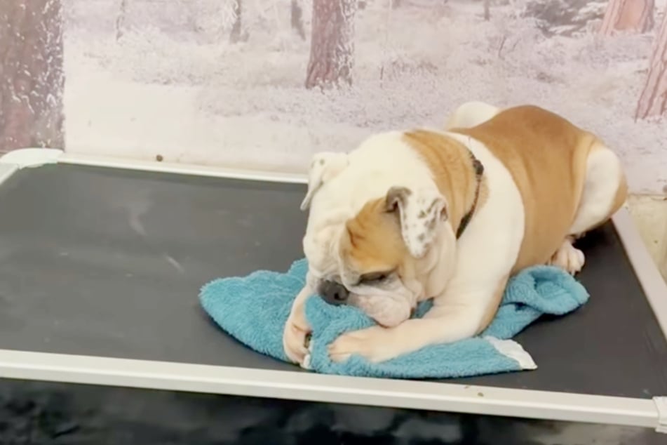 Als Bulldogge "Bangles" erneut im Tierheim landete, versuchte er, sich selbst zu beruhigen, indem er an einer Kuscheldecke nuckelte.