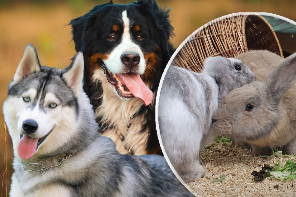 Bernese Mountain Dog and Husky mixed-breed pup and cuddly rabbits search for a new home