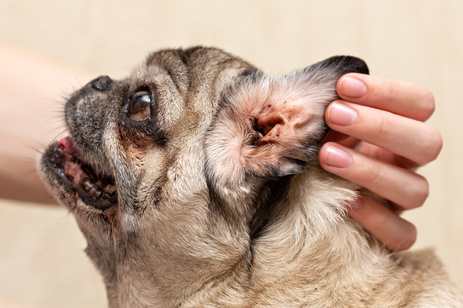 Ohrenmilben beim Hund erkennt man anhand der kleinen schwarzen Punkte in der Ohrmuschel.