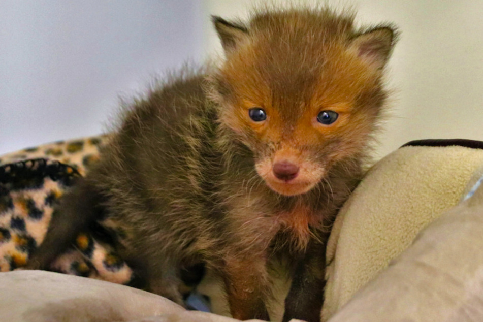 Das Fuchs-Baby macht es sich in einer Tierklinik auf Decken bequem.