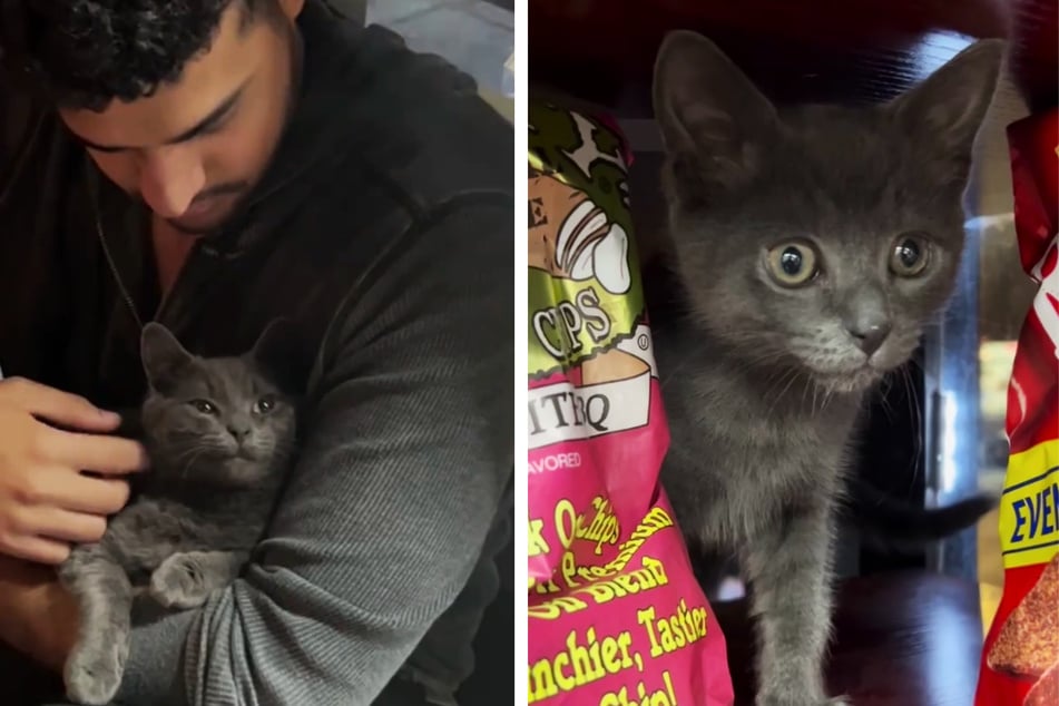 Boka, the beloved gray kitty that was snatched from his home at a Brooklyn bodega, has finally been safely returned to his owner.