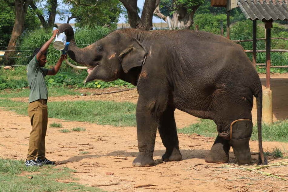 Der Elefant mit der Prothese soll jetzt ein neues Gehege erhalten, in dem er ein Zuhause findet.