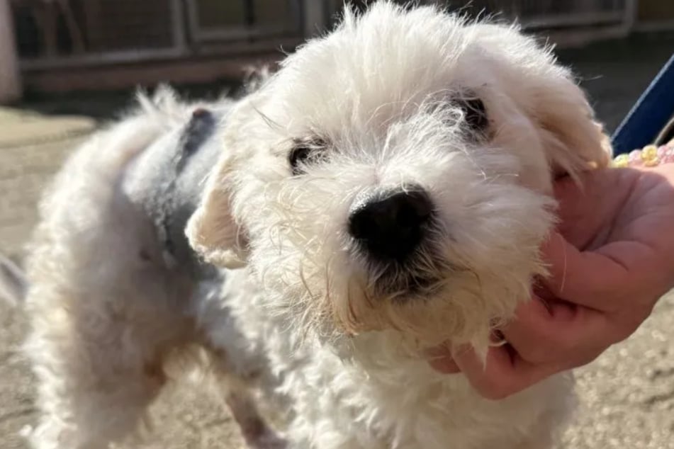 Mały pies wrócił z adopcji, ponieważ jego właścicielka z powodów zdrowotnych nie mogła już się nim opiekować.