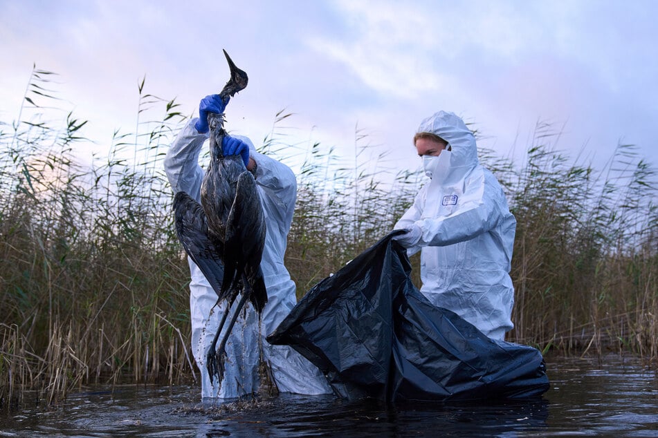 In mehreren Regionen Thüringen war das Virus bei toten Wildvögeln nachgewiesen worden. (Symbolfoto)