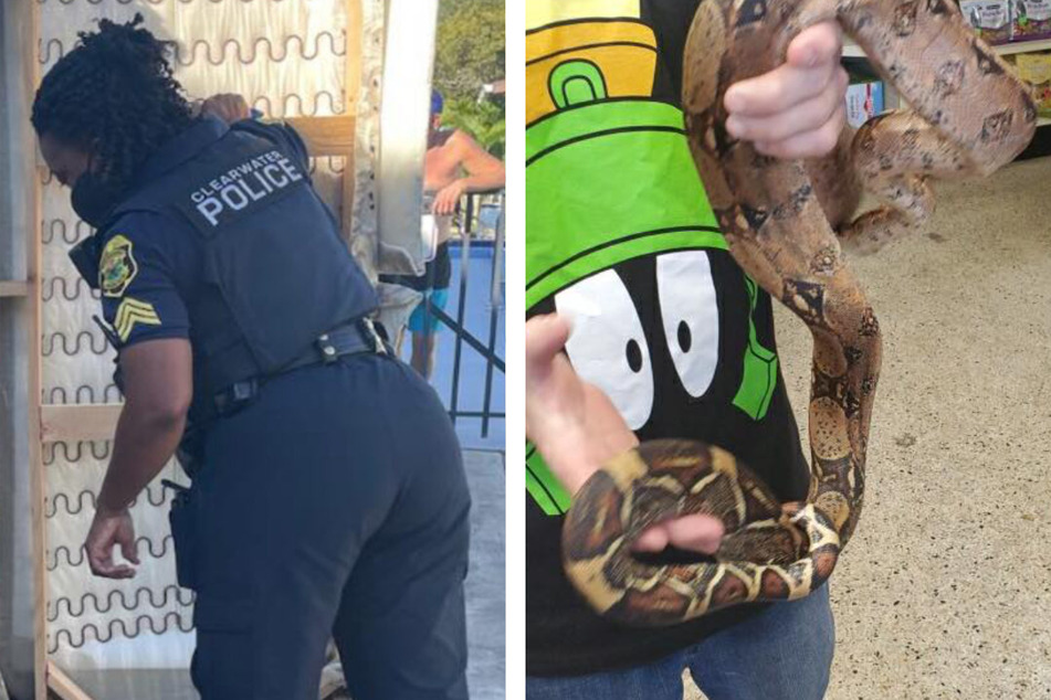 Members of the Clearwater Police Department took the man's sofa outside (l.), where they uncovered a 5-foot boa (r.).