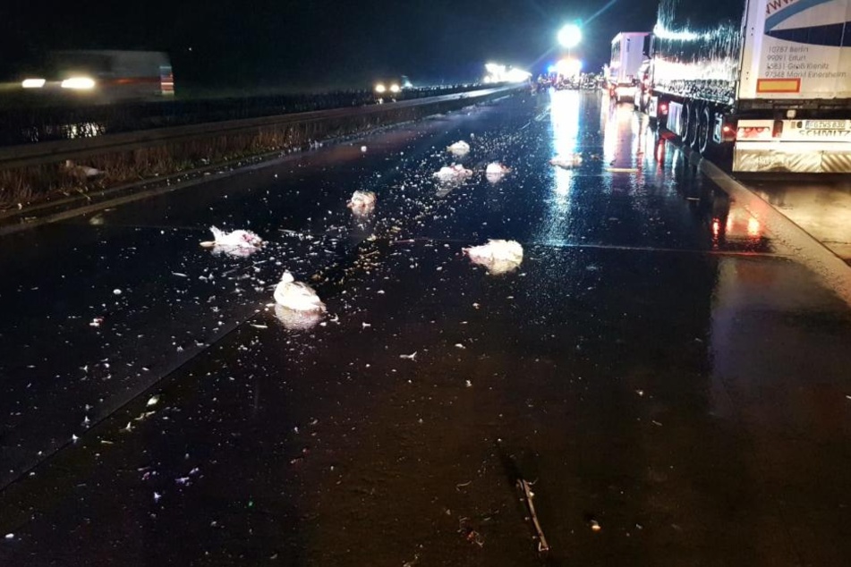 Mehrere Enten und Gänse waren bei dem Unfall von dem Anhänger gefallen.